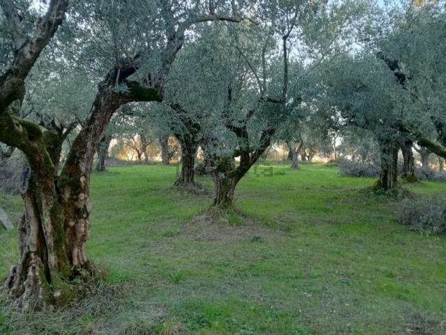 Terreno in vendita a Ripi, Lazio