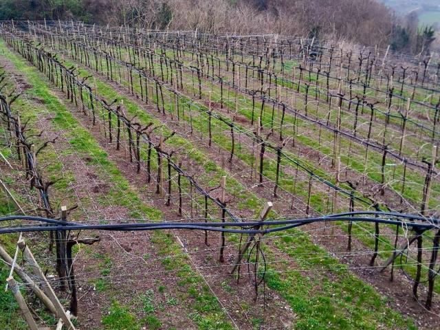 Terreno in vendita a Soave, Veneto