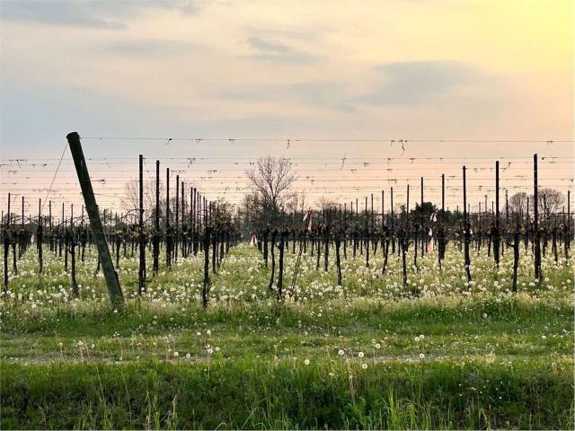 Terreno in vendita a Sant'elena, Veneto