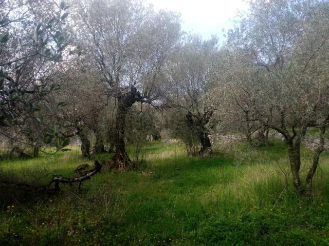 Terreno in vendita a Sirignano, Campania