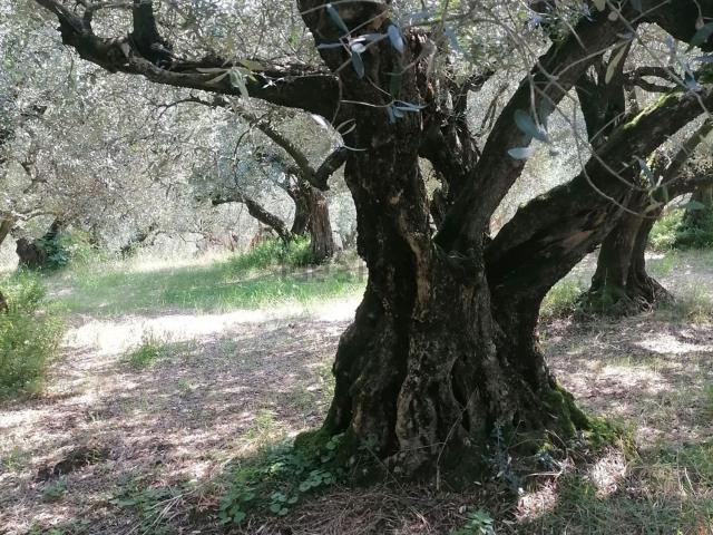 Terreno in vendita a Monte, Colognola Ai Colli