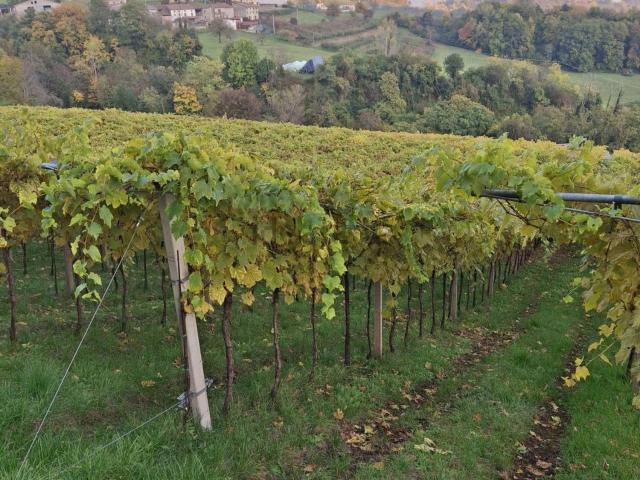 Terreno in vendita a Vestenanova, Veneto