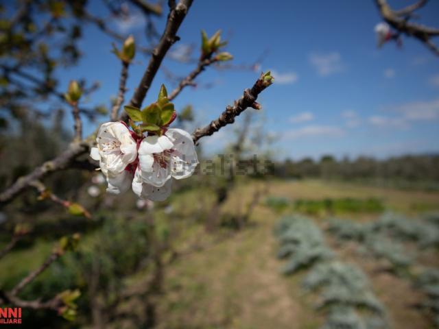 Terreno in vendita a Cecina, Toscana
