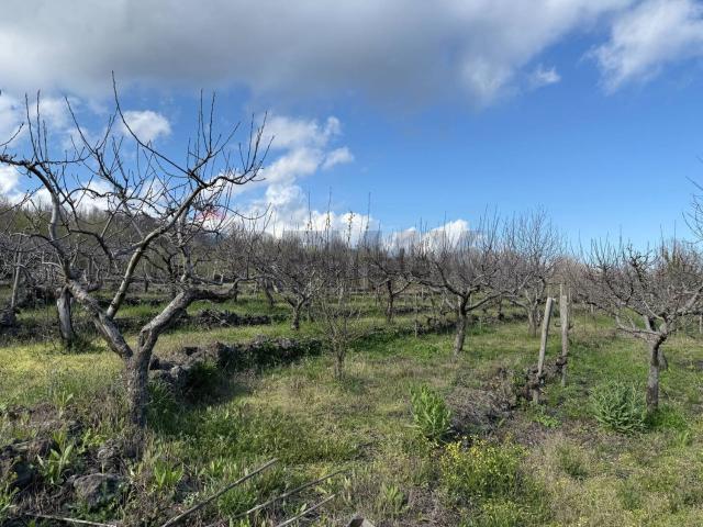 Terreno in vendita a Sant'alfio, Sicilia