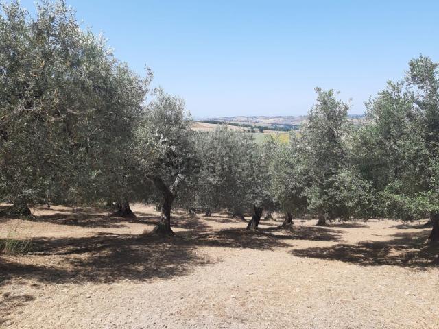 Terreno in vendita a San Giacomo Degli Schiavoni, Molise