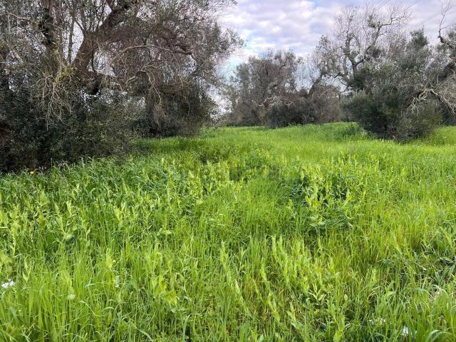 Terreno in vendita a Puglia, Brindisi