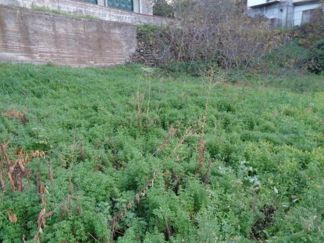 Terreno in vendita a Bronte, Catania