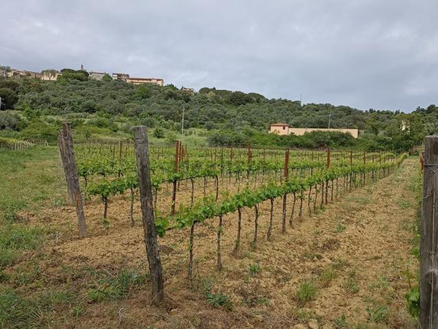 Terreno in vendita a Campagnatico, Toscana