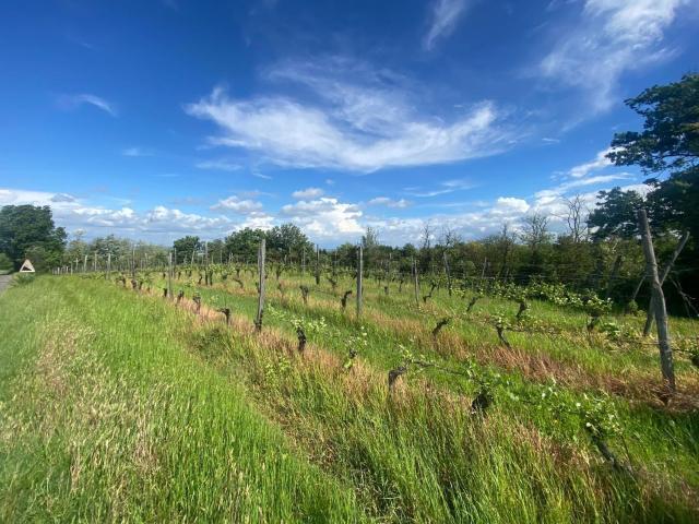 Terreno in vendita a Piemonte, Alessandria