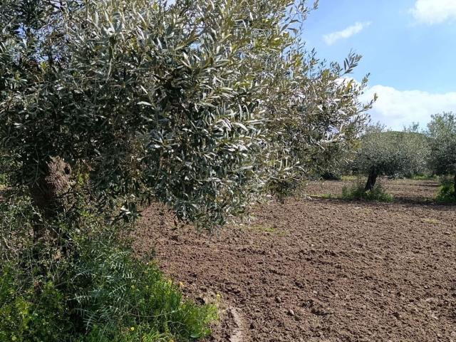 Terreno in vendita a Castelvetrano, Sicilia