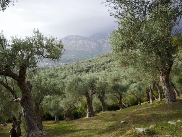 Terreno in vendita a Calabria, Cosenza