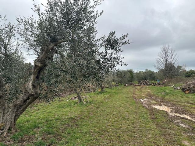 Terreno in vendita a Rosignano Marittimo, Toscana