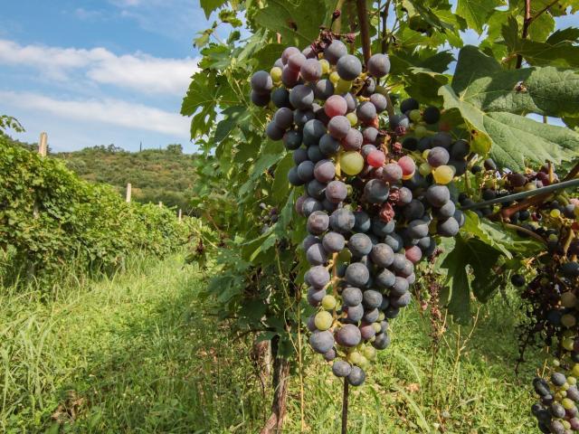 Terreno in vendita a Bussolengo, Veneto