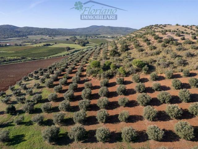 Terreno in vendita a Borgo Carige, Capalbio