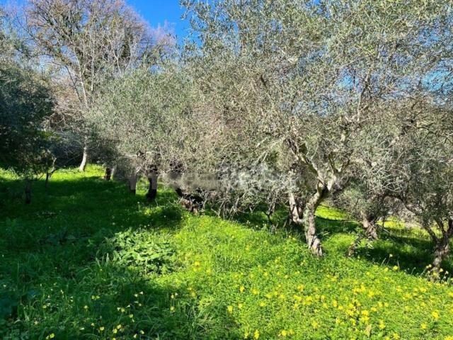 Terreno in vendita a San Salvatore Di Fitalia, Sicilia
