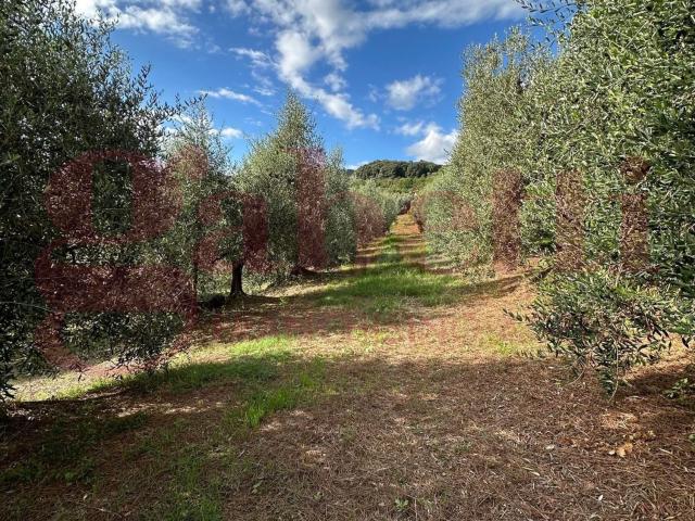 Terreno in vendita a Pietreto, Collesalvetti