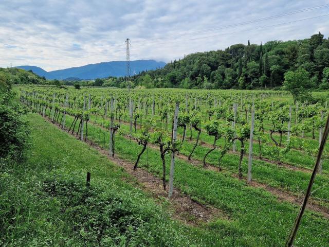 Terreno in vendita a Cavaion Veronese, Veneto