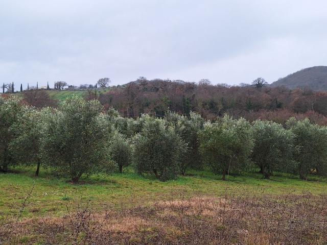 Terreno in vendita a Scansano, Toscana