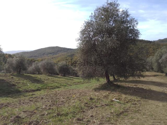 Terreno in vendita a Scansano, Toscana