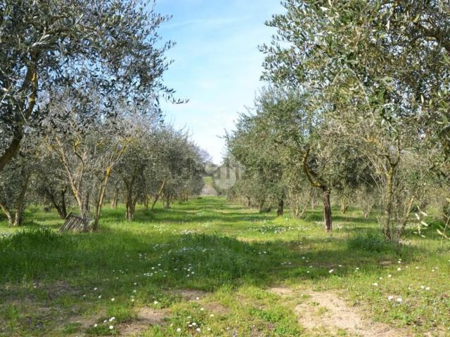 Terreno in vendita a Rimini, Reggio Emilia