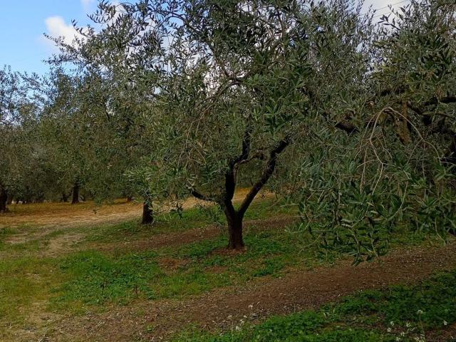 Terreno in vendita a Salavuca, Vasto