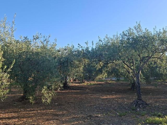 Terreno in vendita a Paternò, Sicilia