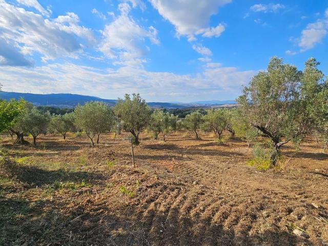 Terreno in vendita a Montauro, Catanzaro