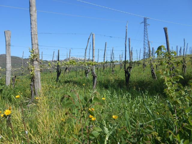 Terreno in vendita a Santa Paolina, Campania