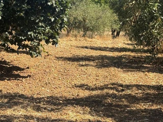Terreno in vendita a Castelvetrano, Sicilia