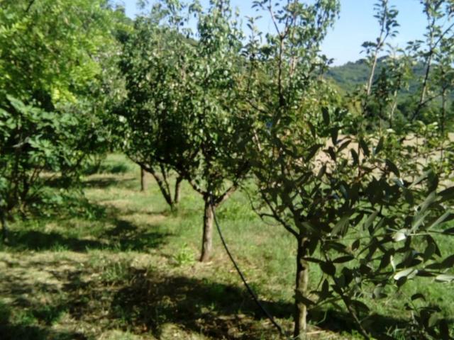 Terreno in vendita a Marche, Ancona