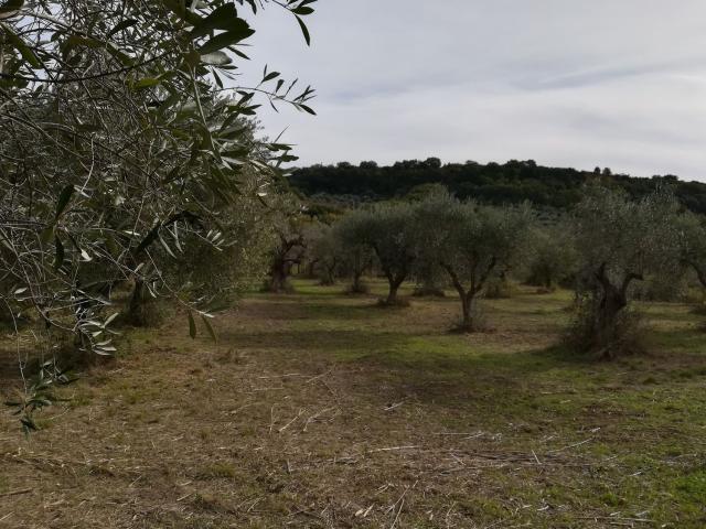 Terreno in vendita a San Giacomo Degli Schiavoni, Molise