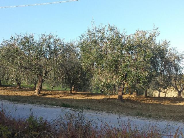 Terreno in vendita a Bora Ragnola, Marche