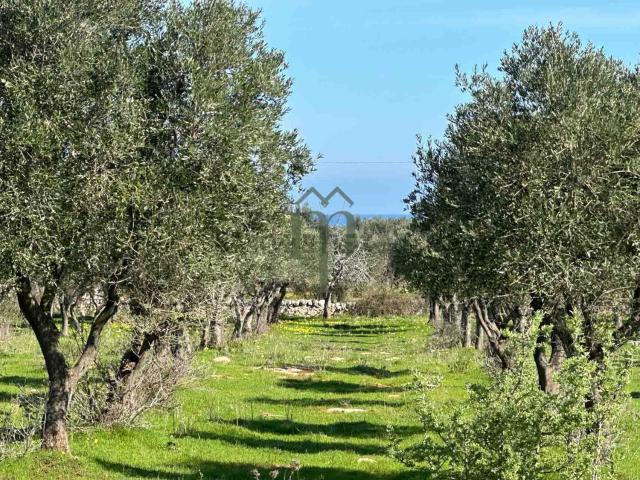 Terreno in vendita a Pantanagianni, Puglia