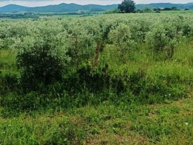 Terreno in vendita a Magliano In Toscana, Toscana