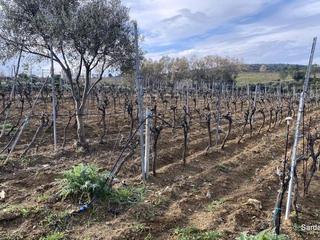 Terreno in vendita a Soleminis, Sardigna/Sardegna