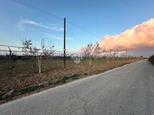 Terreno in vendita a Puglia, Foggia