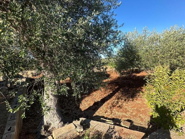 Terreno in vendita a Ostuni, Brindisi