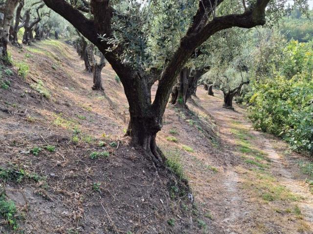 Terreno in vendita a Sottomonte, Illasi