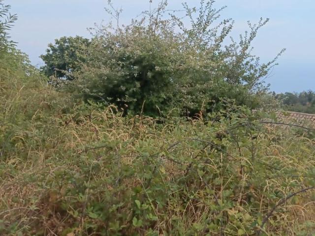 Terreno in vendita a Sant'alfio, Sicilia
