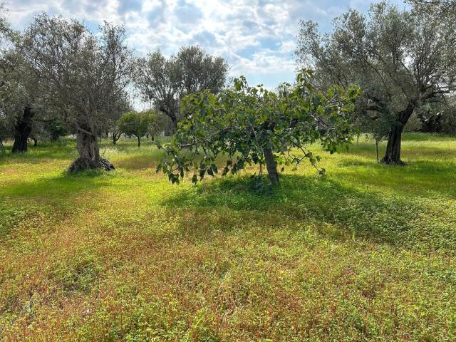 Terreno in vendita a Siderno Superiore, Siderno
