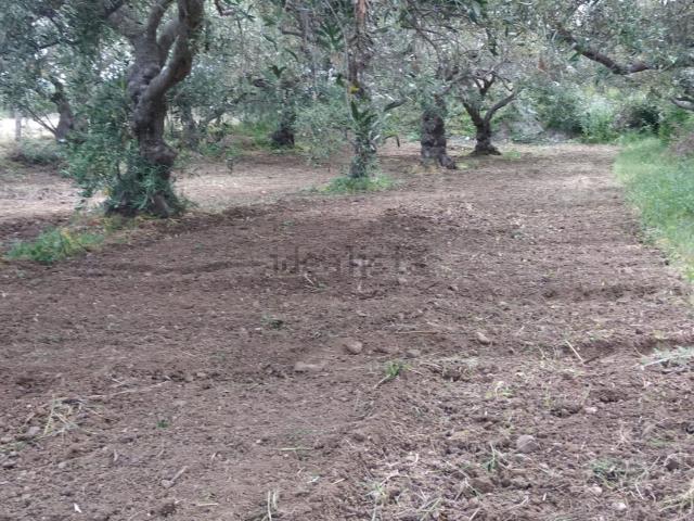 Terreno in vendita a Terme Vigliatore, Sicilia
