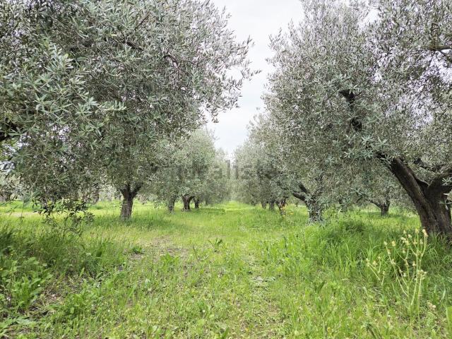 Terreno in vendita a Castellana, Pianella