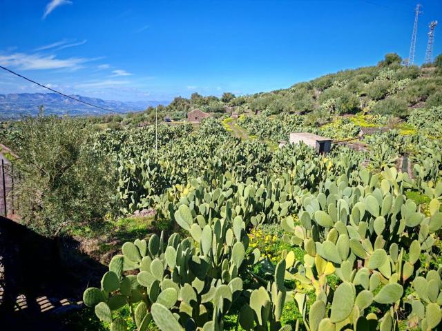 Terreno in vendita a Santa Maria Di Licodia, Sicilia