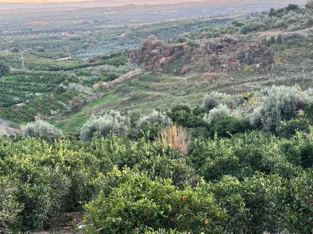 Terreno in vendita a Scordia, Sicilia