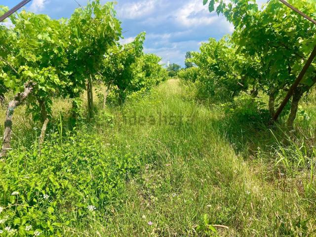 Terreno in vendita a Sommacampagna, Veneto