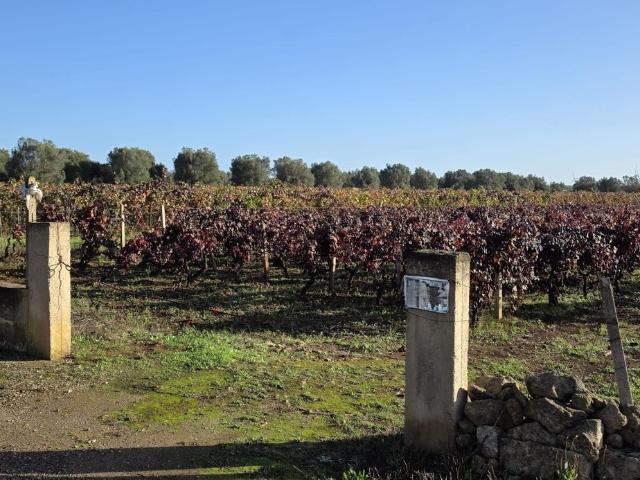 Terreno in vendita a Puglia, Taranto