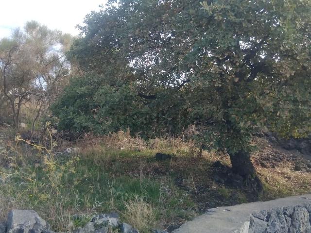 Terreno in vendita a Pedara, Sicilia