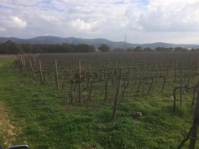 Terreno in vendita a Ampio, Castiglione della Pescaia