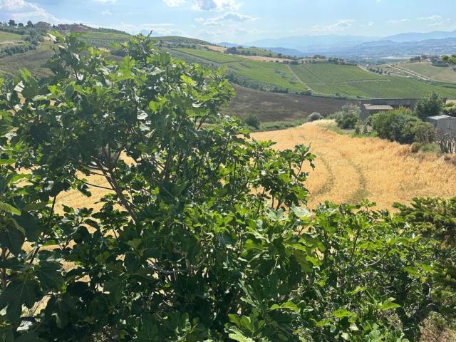 Terreno in vendita a Casoli di Atri, Atri