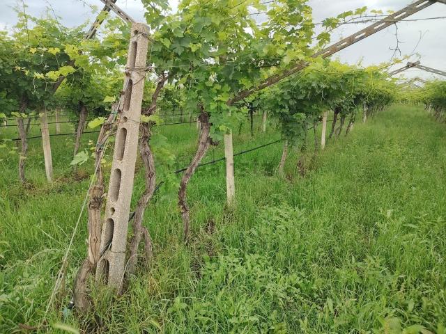Terreno in vendita a Palazzolo, Sona